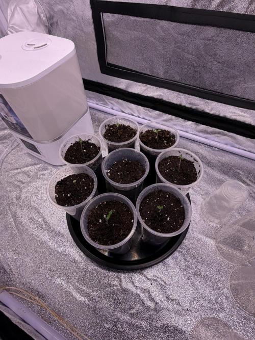 Purple Cookie Kush. Week 1