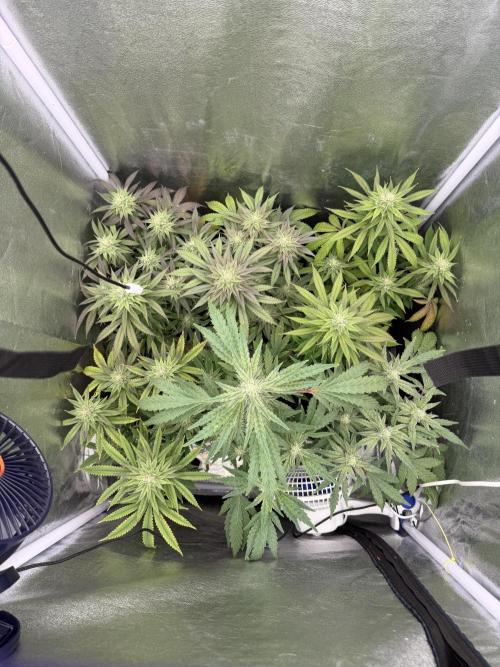 6 x 3,4l / 200w (SensiSeed). Week 10 - Day (17 July)