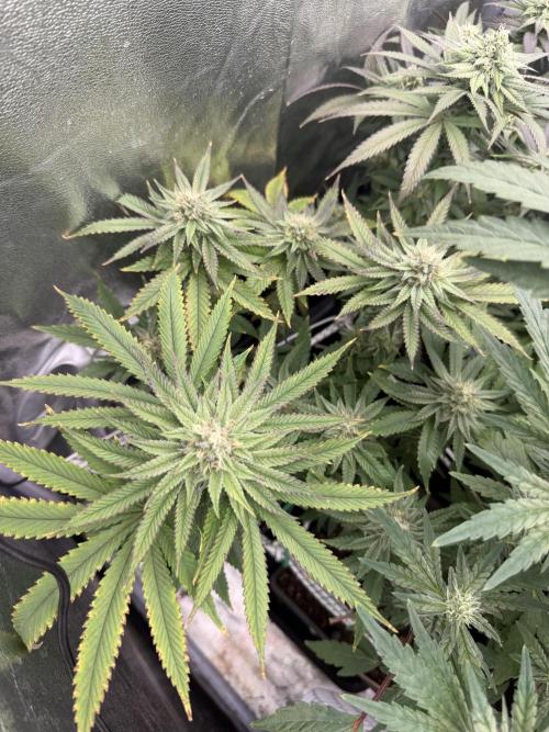 6 x 3,4l / 200w (SensiSeed). Week 10