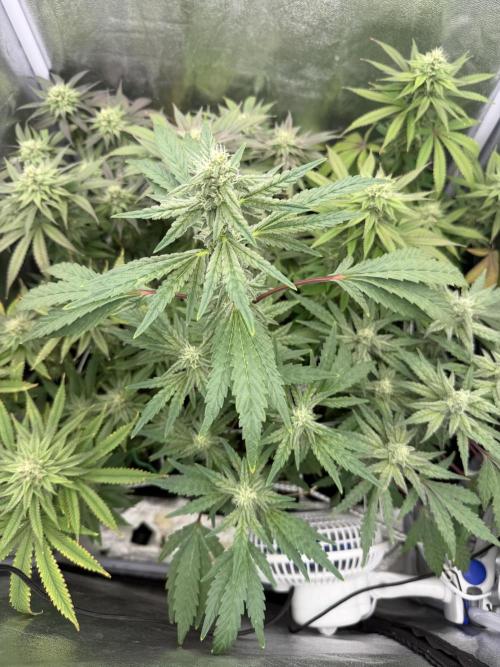 6 x 3,4l / 200w (SensiSeed). Week 10