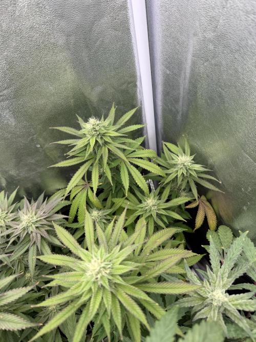 6 x 3,4l / 200w (SensiSeed). Week 10