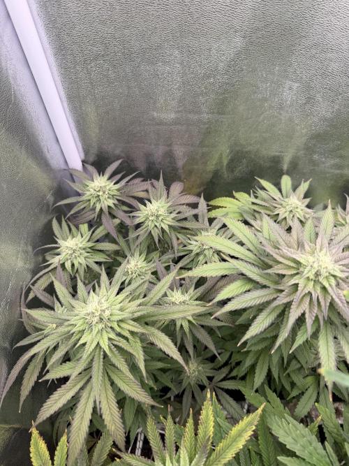 6 x 3,4l / 200w (SensiSeed). Week 10