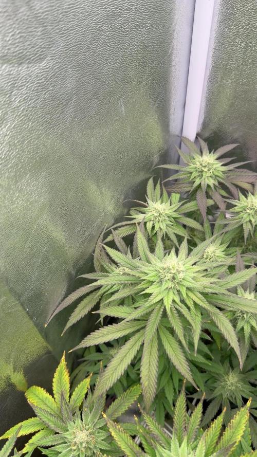 6 x 3,4l / 200w (SensiSeed)