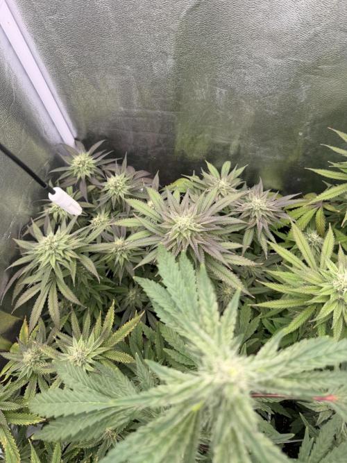 6 x 3,4l / 200w (SensiSeed). Week 10