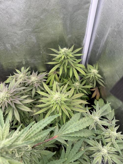 6 x 3,4l / 200w (SensiSeed). Week 10