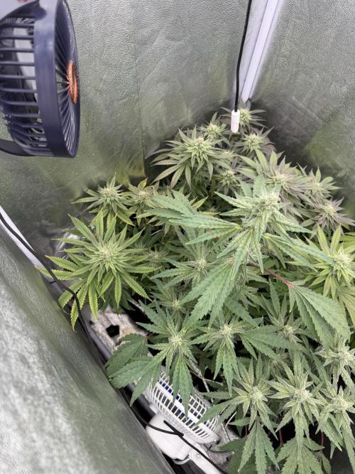 6 x 3,4l / 200w (SensiSeed). Week 10