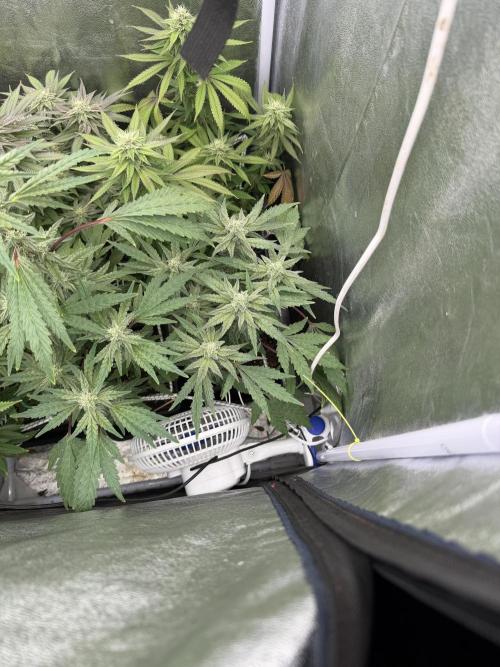6 x 3,4l / 200w (SensiSeed). Week 10
