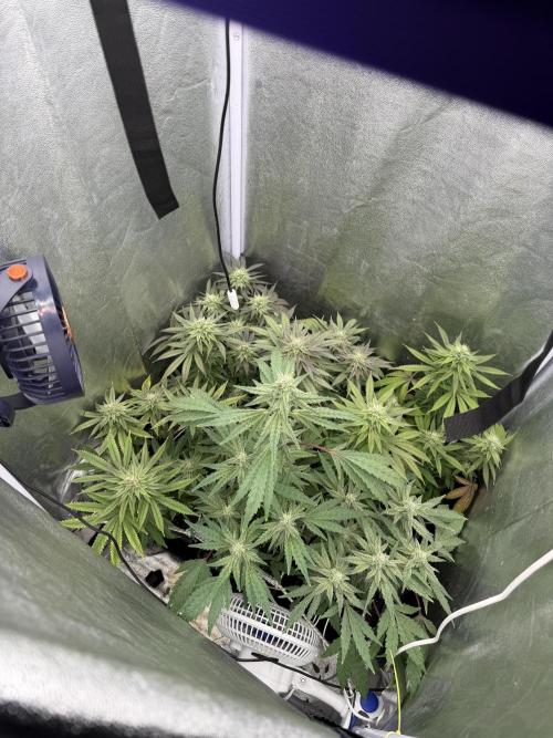 6 x 3,4l / 200w (SensiSeed). Week 10
