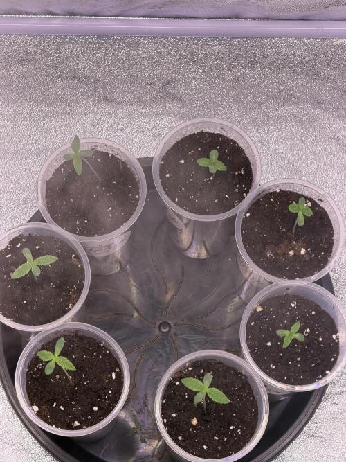 90x90/ Critical Widow 420w. Week 1