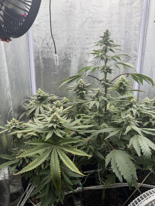 6 x 3,4l / 200w (SensiSeed). Week 10 - Day (19 July)