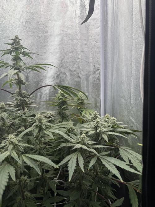 6 x 3,4l / 200w (SensiSeed). Week 10
