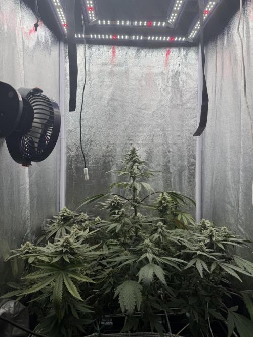 6 x 3,4l / 200w (SensiSeed). Week 10
