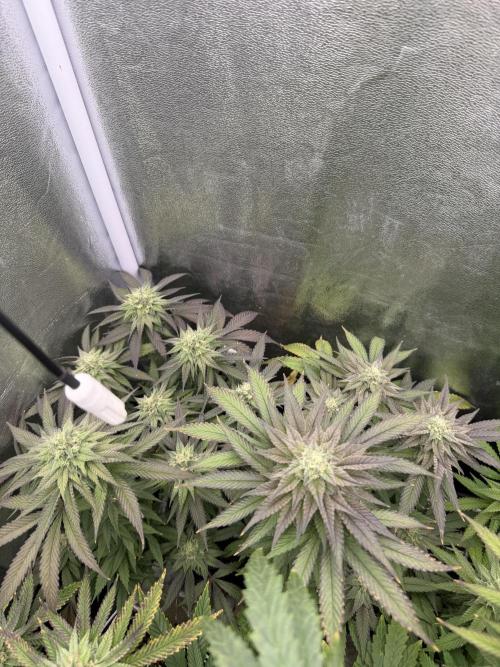 6 x 3,4l / 200w (SensiSeed). Week 10