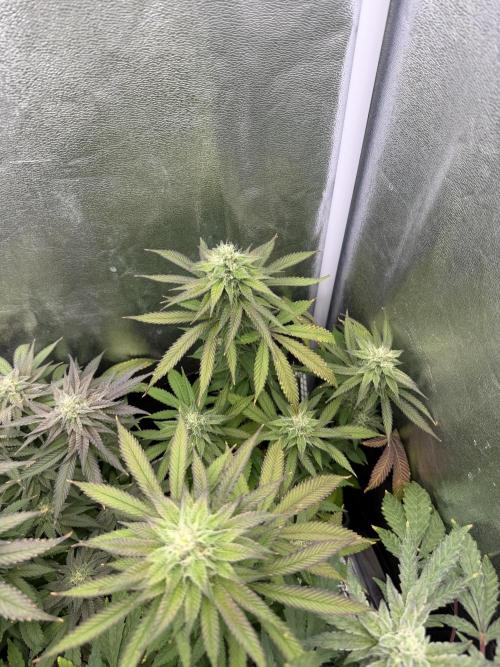 6 x 3,4l / 200w (SensiSeed). Week 10