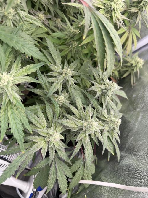 6 x 3,4l / 200w (SensiSeed). Week 10