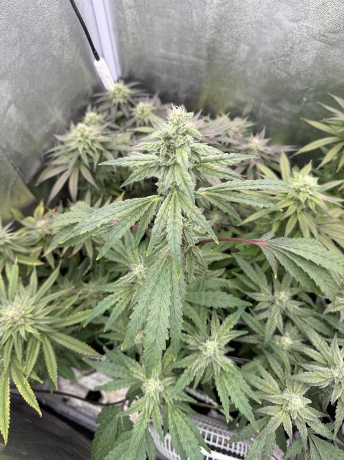 6 x 3,4l / 200w (SensiSeed). Week 10