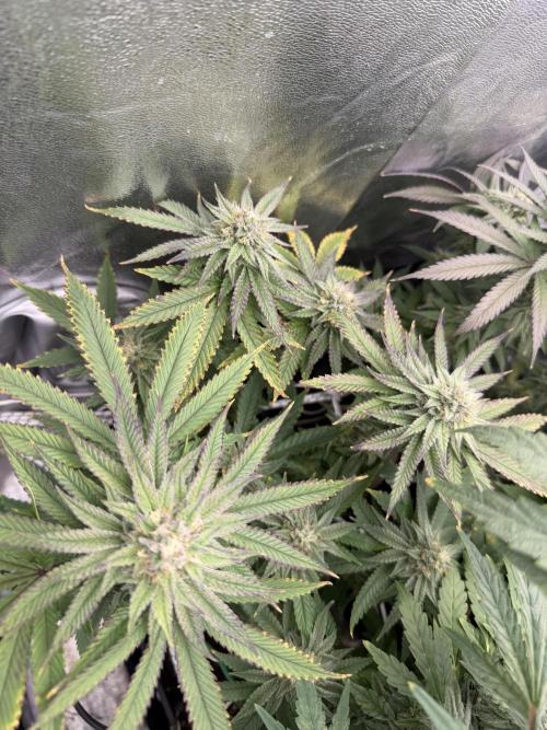 6 x 3,4l / 200w (SensiSeed). Week 10