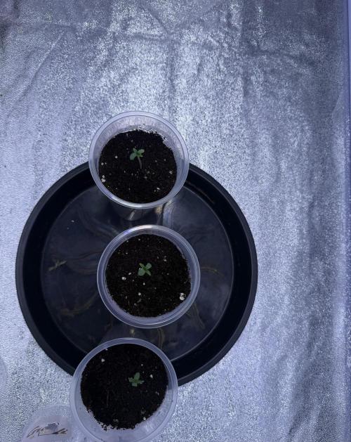 Somango. Week 1