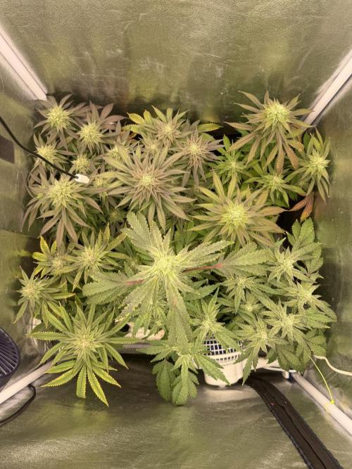 6 x 3,4l / 200w (SensiSeed). Week 10 - Day (22 July )