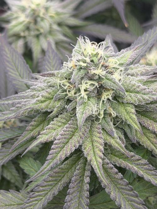 6 x 3,4l / 200w (SensiSeed). Week 10