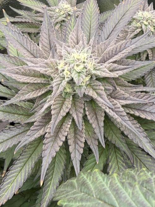 6 x 3,4l / 200w (SensiSeed). Week 10