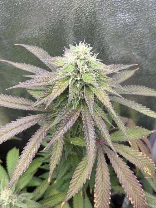 6 x 3,4l / 200w (SensiSeed). Week 10