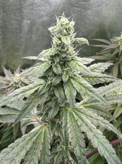 6 x 3,4l / 200w (SensiSeed). Week 10