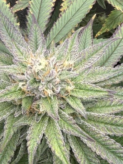 6 x 3,4l / 200w (SensiSeed). Week 10