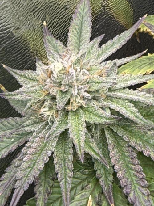 6 x 3,4l / 200w (SensiSeed). Week 10