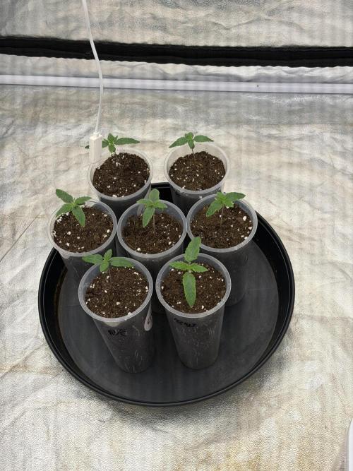 90x90 / Purple Cookie Kush 420w. Week 2 - Day (23 July)