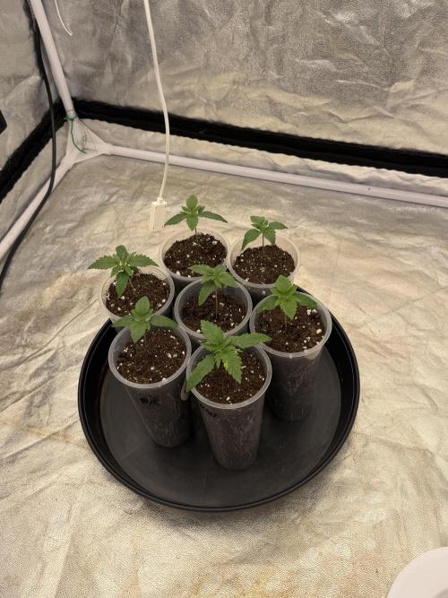 90x90 / Purple Cookie Kush 420w. Week 2