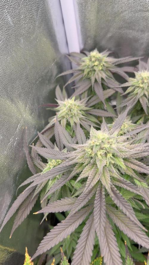 6 x 3,4l / 200w (SensiSeed)