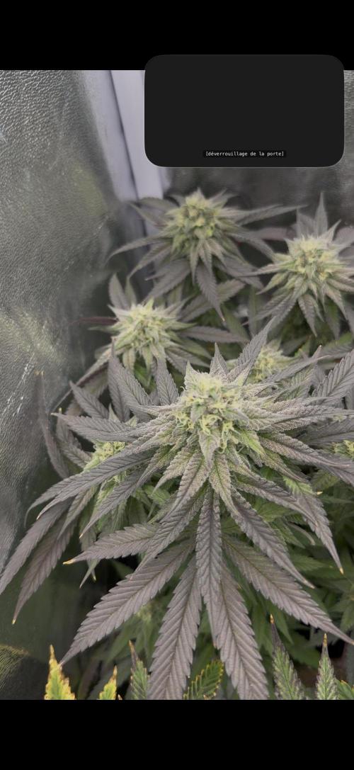 6 x 3,4l / 200w (SensiSeed). Week 11