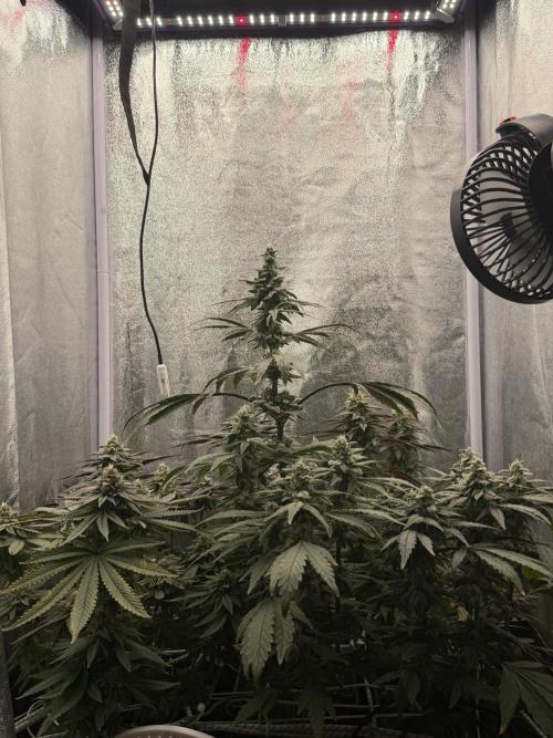 6 x 3,4l / 200w (SensiSeed). Week 11