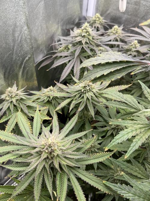 6 x 3,4l / 200w (SensiSeed). Week 11