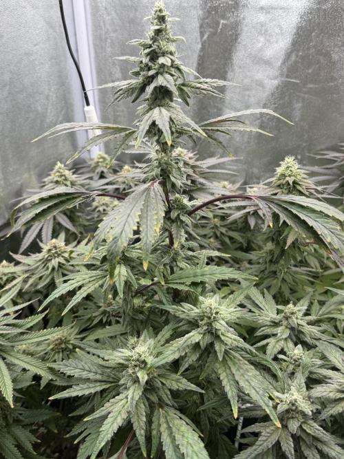 6 x 3,4l / 200w (SensiSeed). Week 11