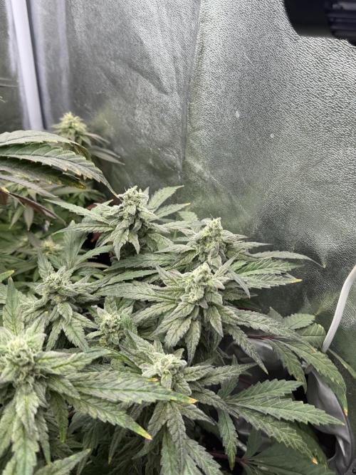 6 x 3,4l / 200w (SensiSeed). Week 11