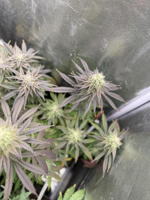 6 x 3,4l / 200w (SensiSeed). Week 11