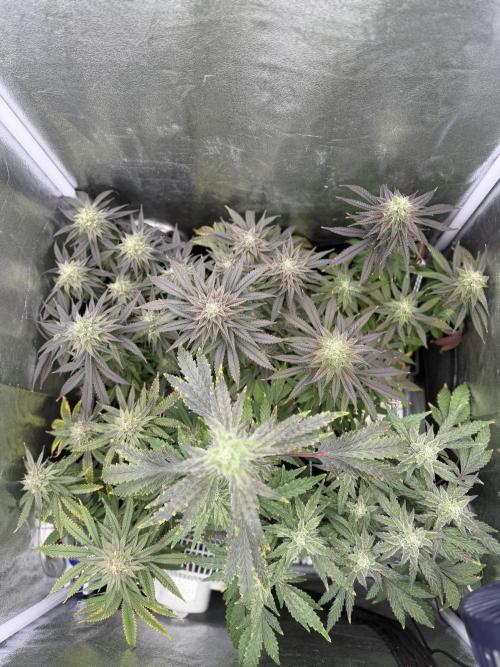 6 x 3,4l / 200w (SensiSeed). Week 11