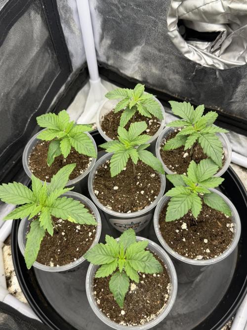 90x90 / Purple Cookie Kush 420w. Week 2 - Day (26 July)