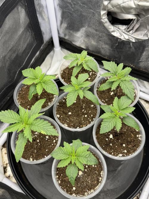 120x60/ Critical Widow/ 310w. Week 2 - Day (26 July)