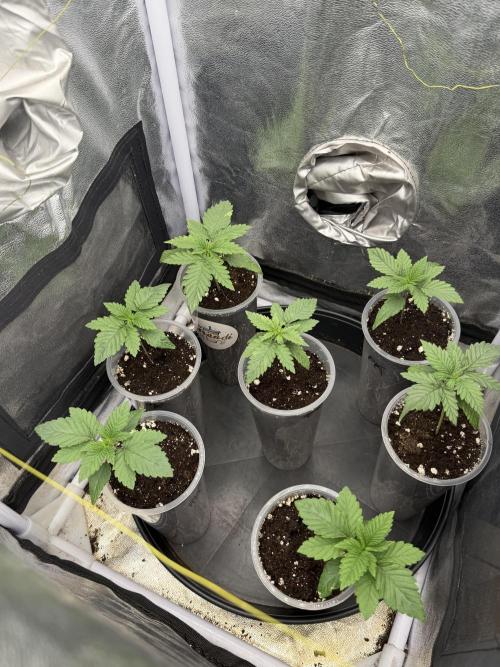 Critical Widow. Week 2