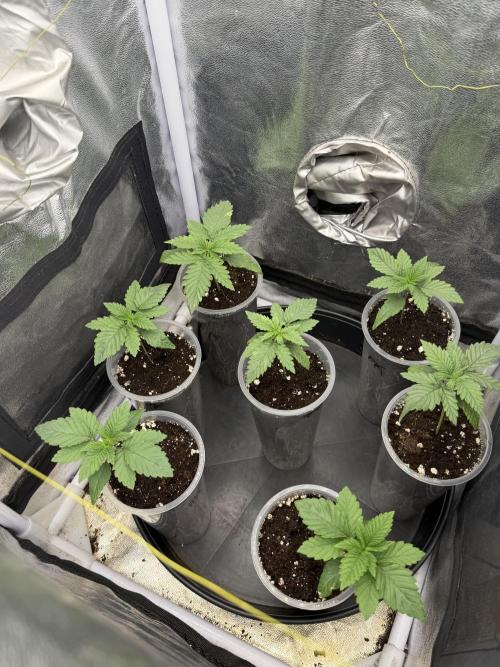 90x90 / Purple Cookie Kush 420w. Week 2 - Day (28 July)