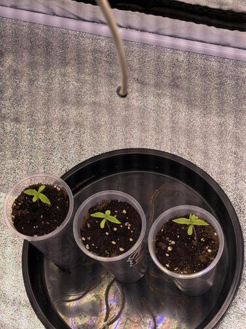 Somango. Week 1