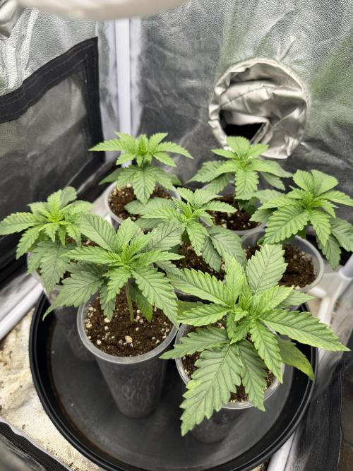 Critical Widow. Week 2