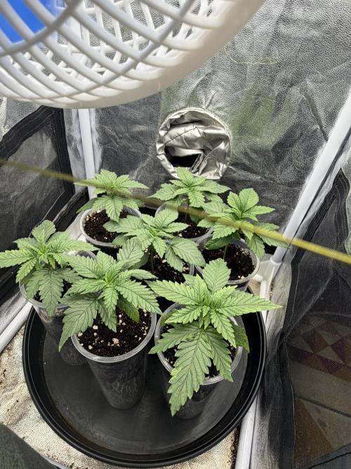 Critical Widow. Week 3