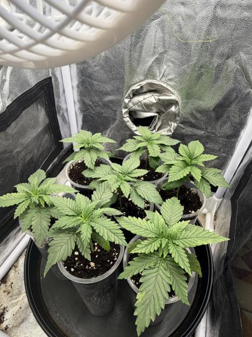 Critical Widow. Week 3