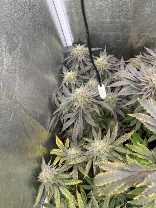 6 x 3,4l / 200w (SensiSeed). Week 12 - Day (31 July) 1st day week 7