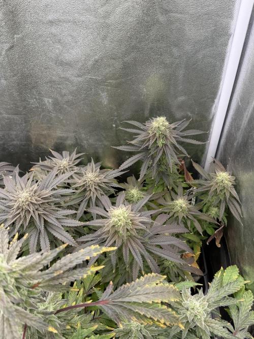 6 x 3,4l / 200w (SensiSeed). Week 12