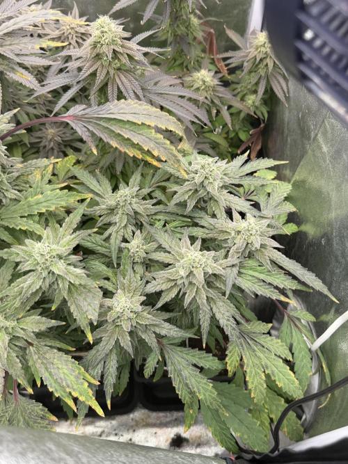 6 x 3,4l / 200w (SensiSeed). Week 12
